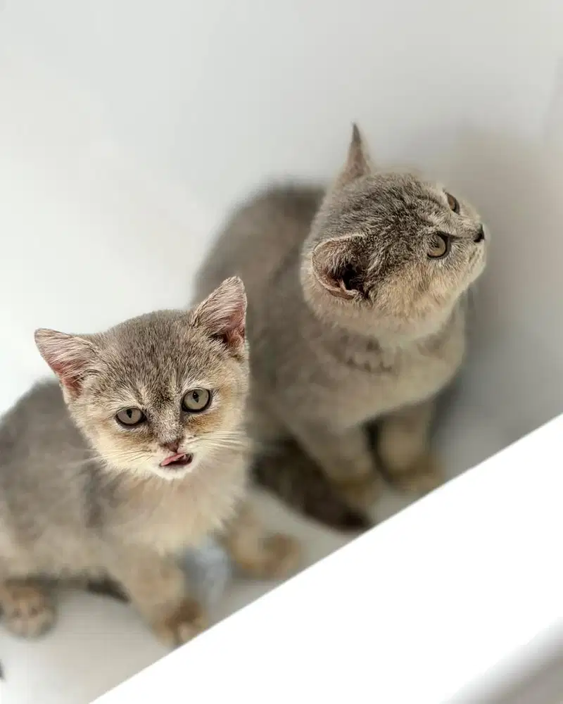 British shorthair bsh blue golden
