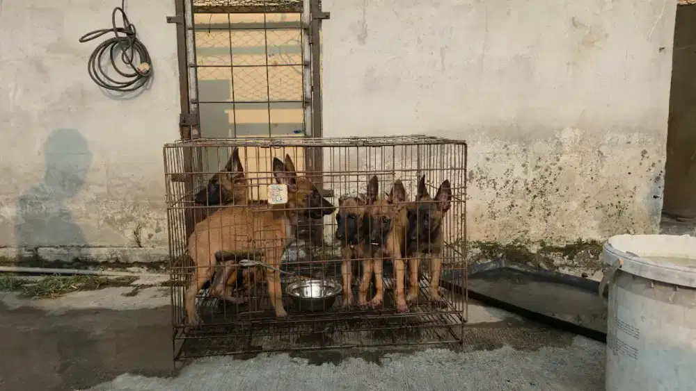 Belgian malinois k9 betina stb