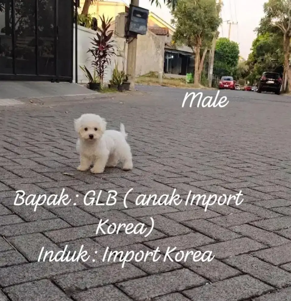 Jual Mini Bichon Frise Jantan Anak Import Korea