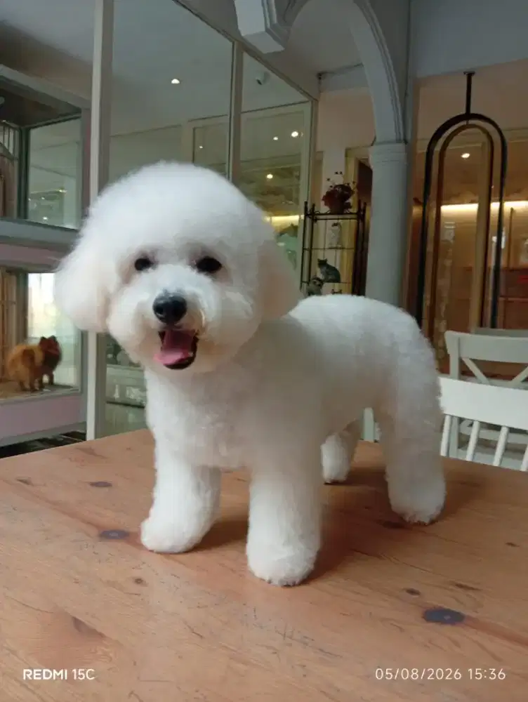 Di Jual Puppies Toy Poodle