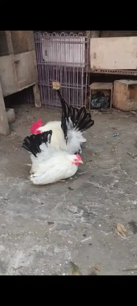 Ayam Kate chabo blacktail sepasang