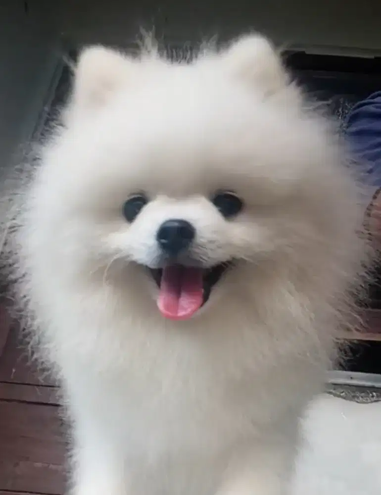 OPEN pacak Pomeranian white