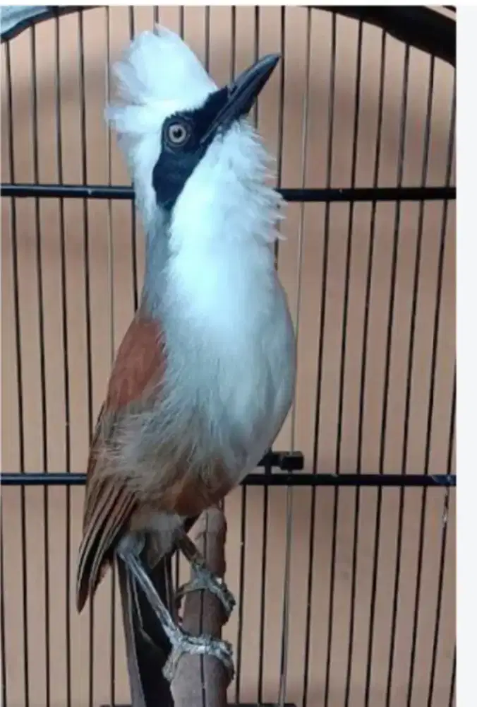 burung jambul putih