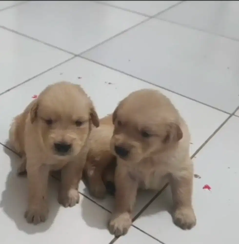Anakan golden retriver