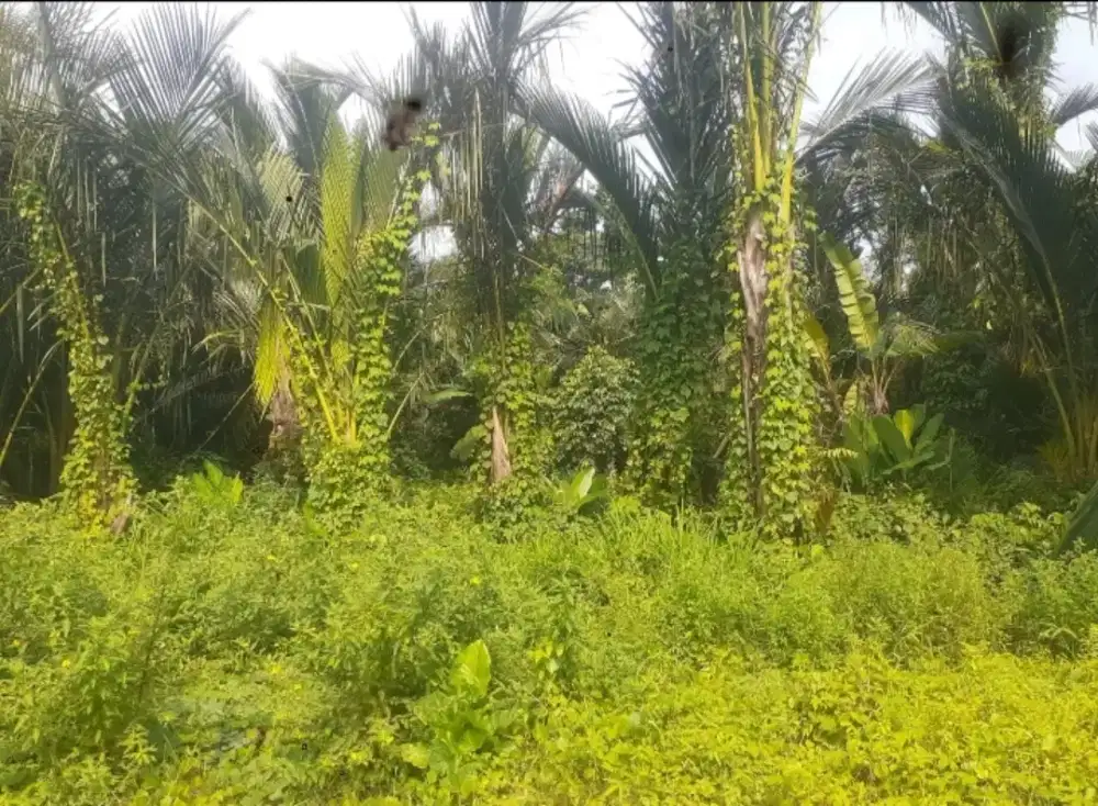 Dijual tanah murah seluas 1008 meter