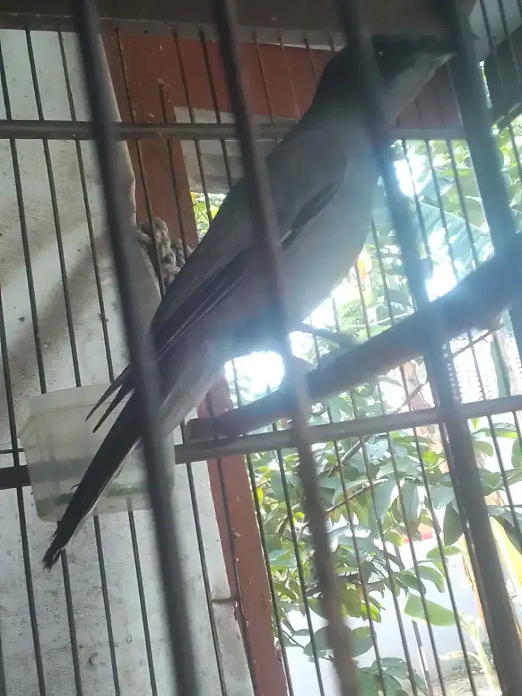KEPODANG SUNGU RAWATAN LAMA HARIAN BRISIK 600 NET BURJA