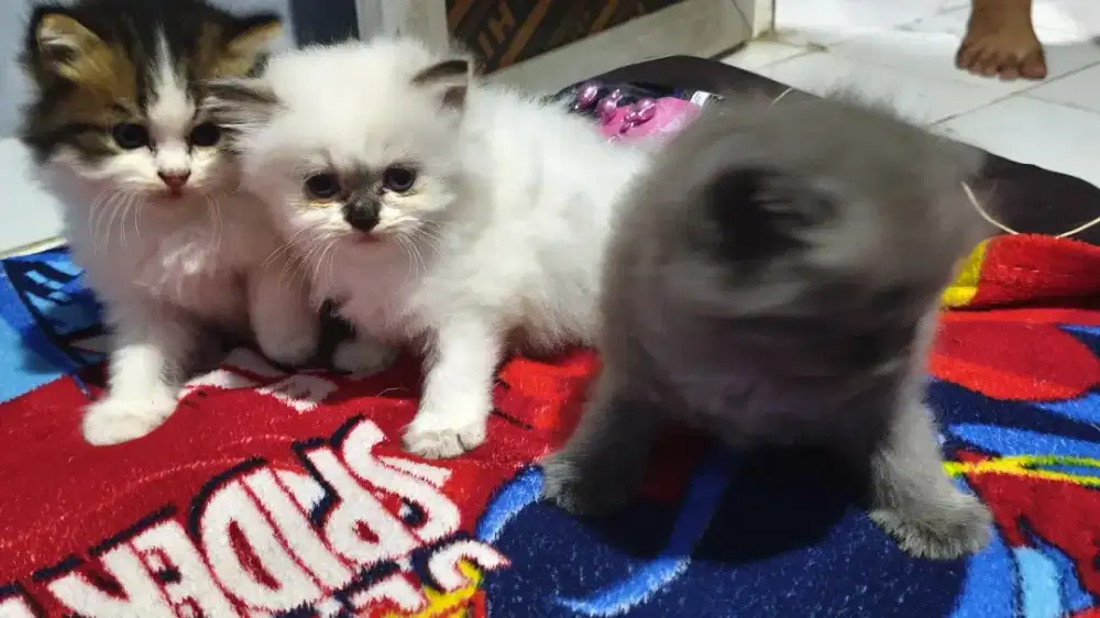 Anak kucing persia