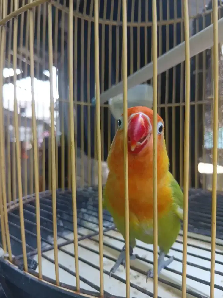 Burung lovebird jinak