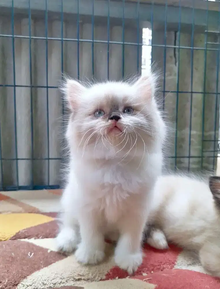 kucing himalaya #kittenlucu