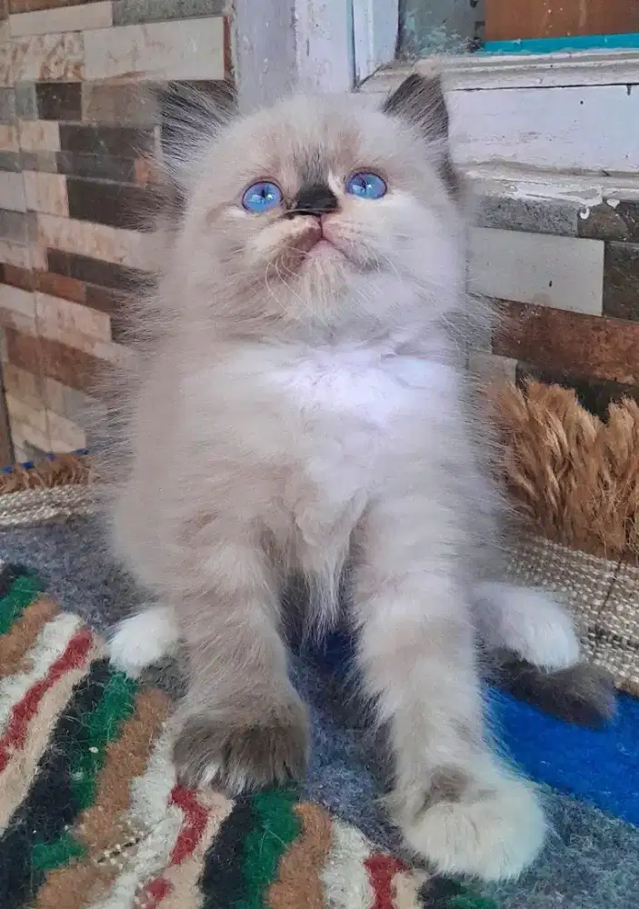 kucing himalaya #kittenlucu