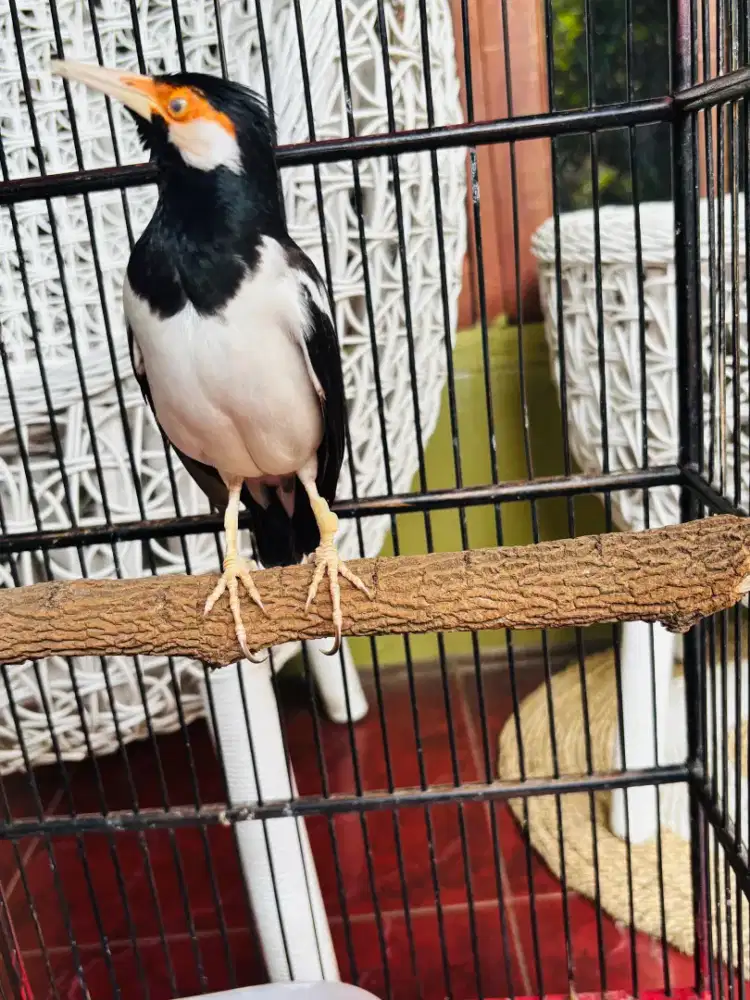 Jalak Suren Jawa Gacor