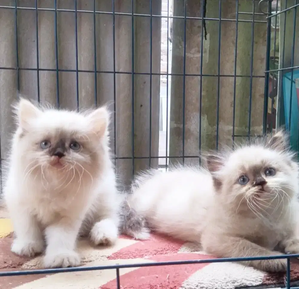 kucing himalaya #kitten