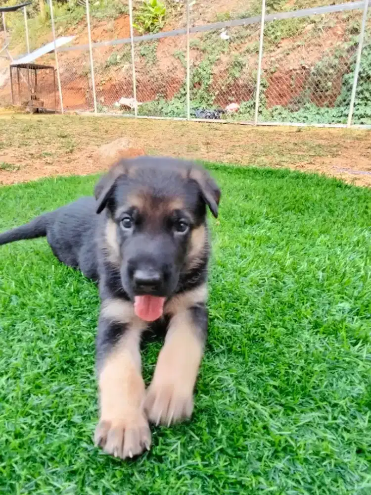 Herder puppy cakep