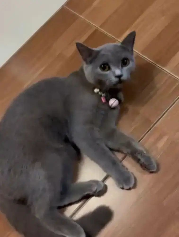 KUCING BSH BRITISH SHORTHAIR BETINA