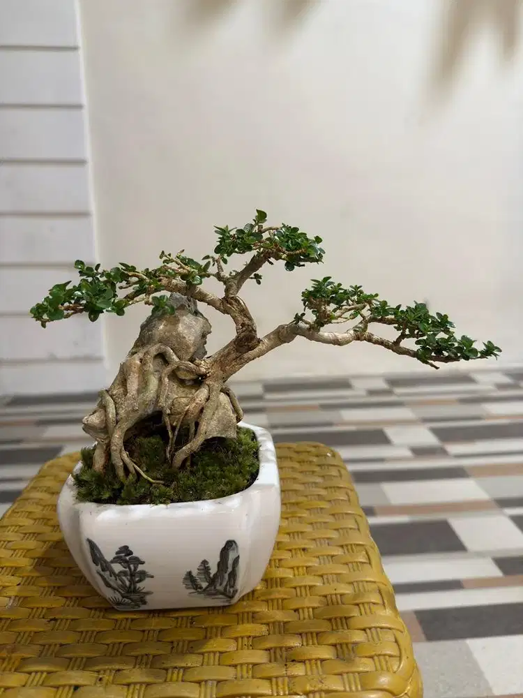 Bonsai sancang OTR