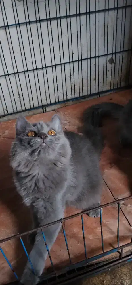 Mix mainecoon betina usia 3,5 bulan