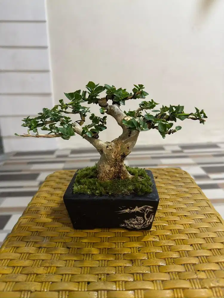 Bonsai sancang mame
