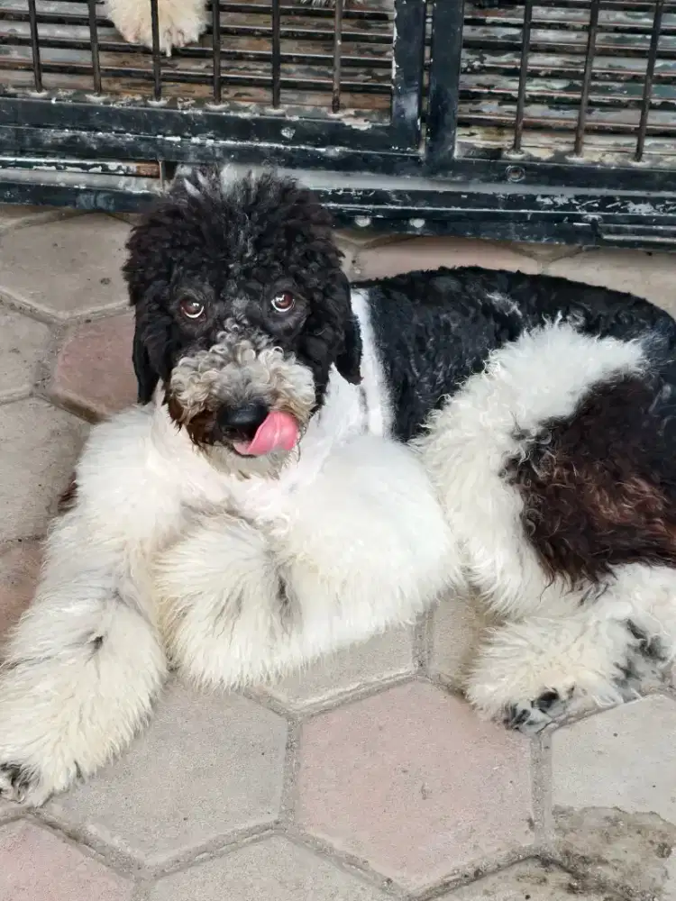 Giant poodle jantan bogor