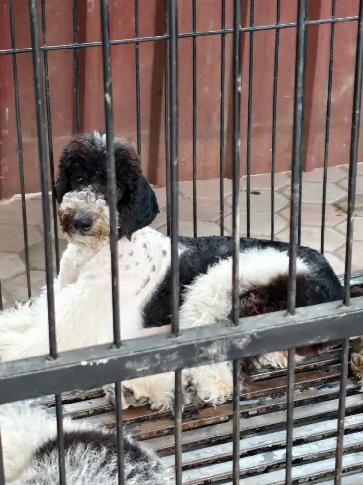 Giant poodle jantan lucu murah FREE ONGKIR