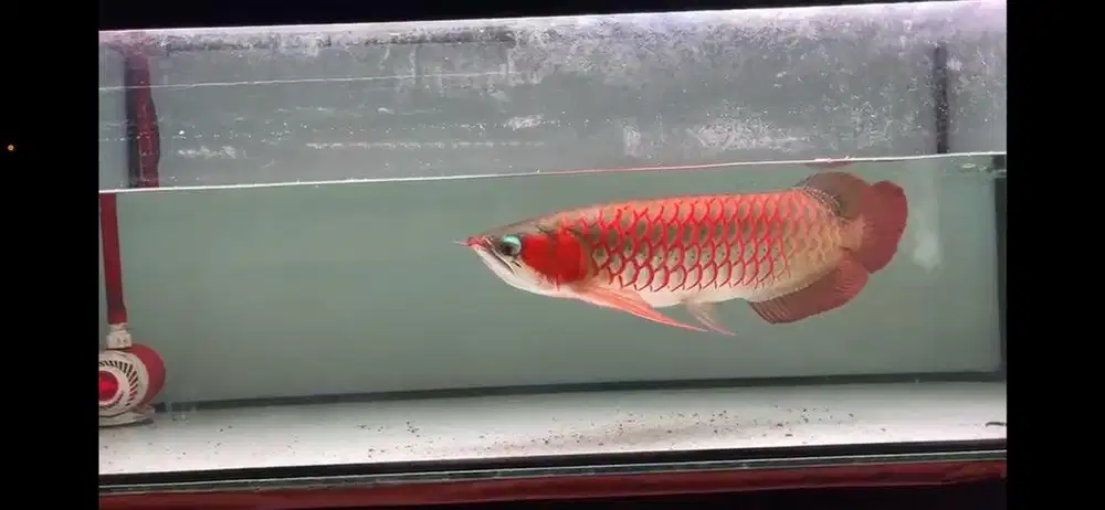 Arwana super red