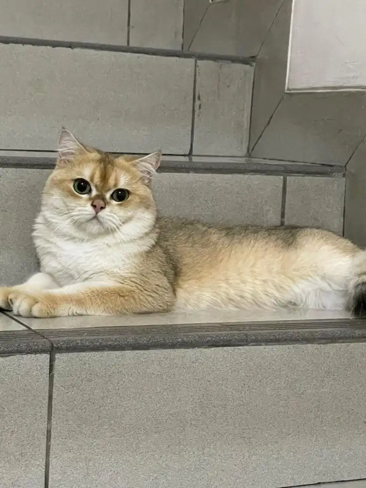 Pacak bsh golden