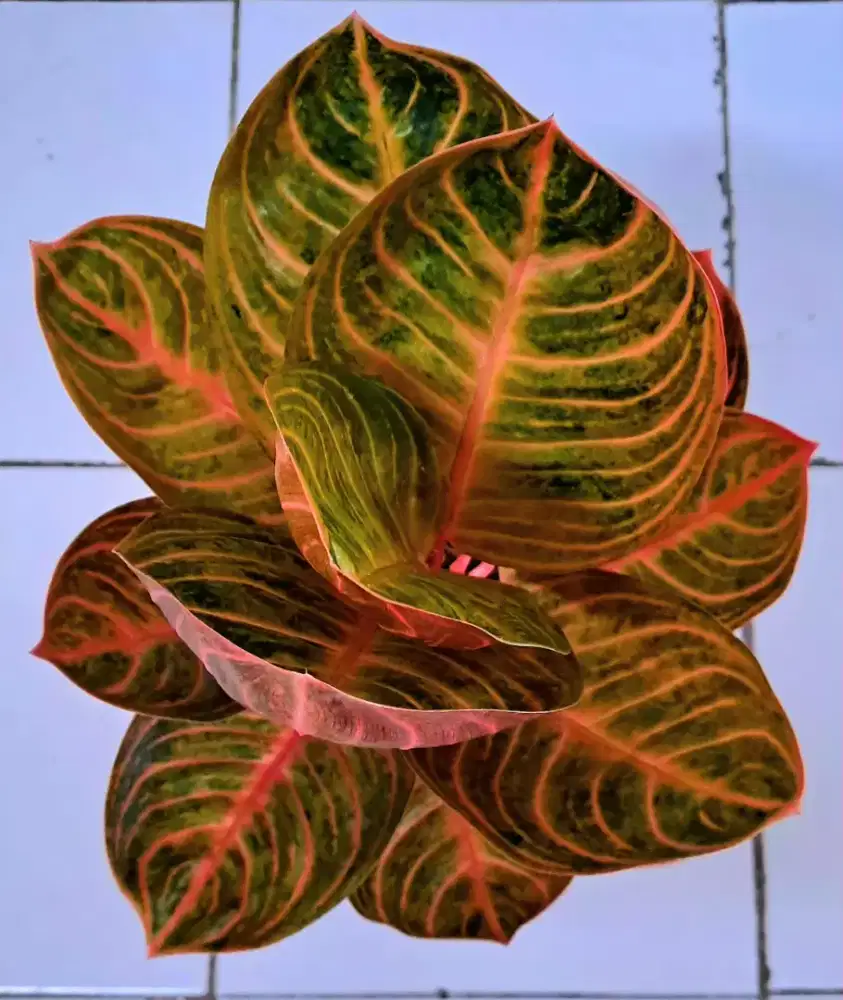 Tanaman Hias Aglonema Rinjani