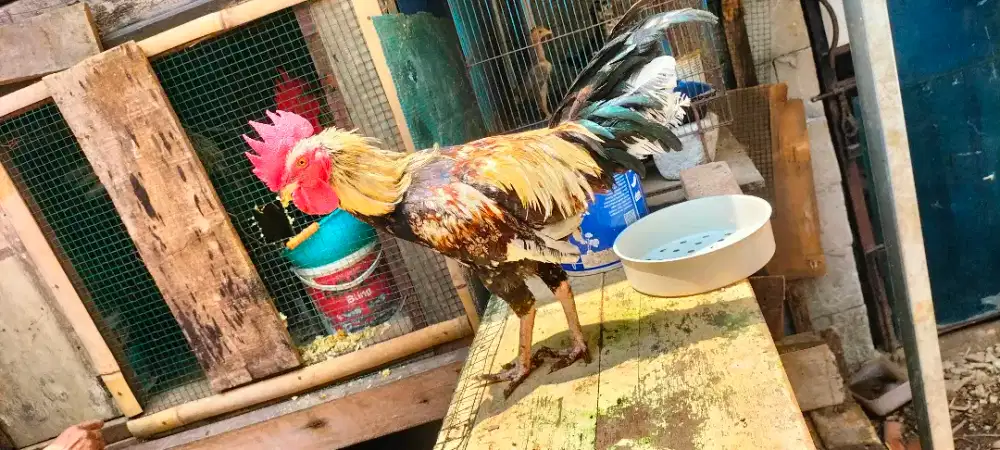 Ayam ketawa X ayam kampung