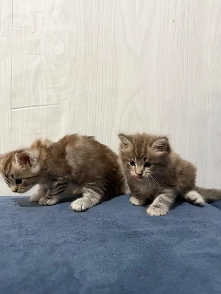 Kitten Maine Coon mix Persia (jantan dan betina)