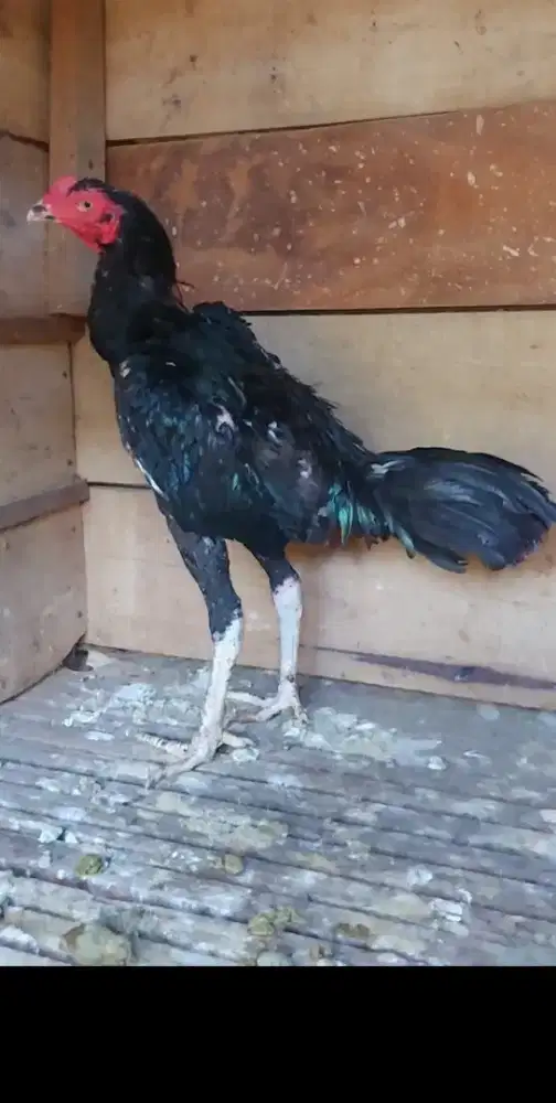 Ayam pakoy umur 7 bln