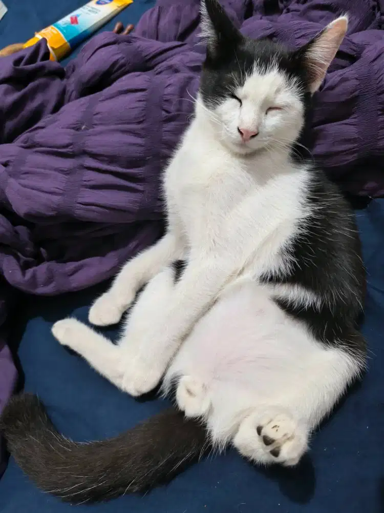 Dicari ART untuk Kucing