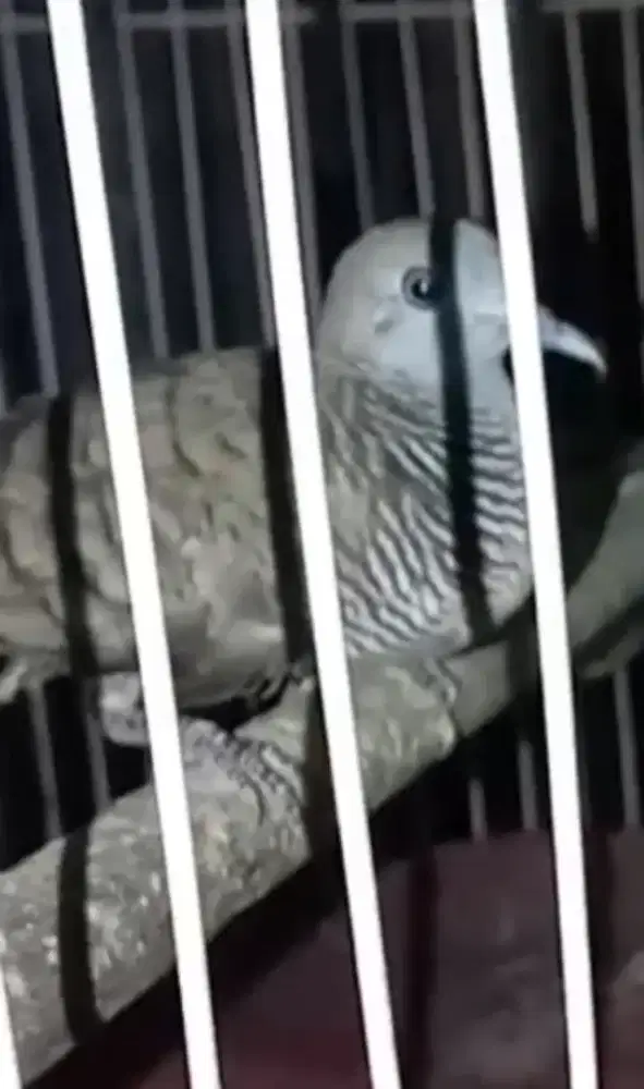 burung perkutut kantong semar