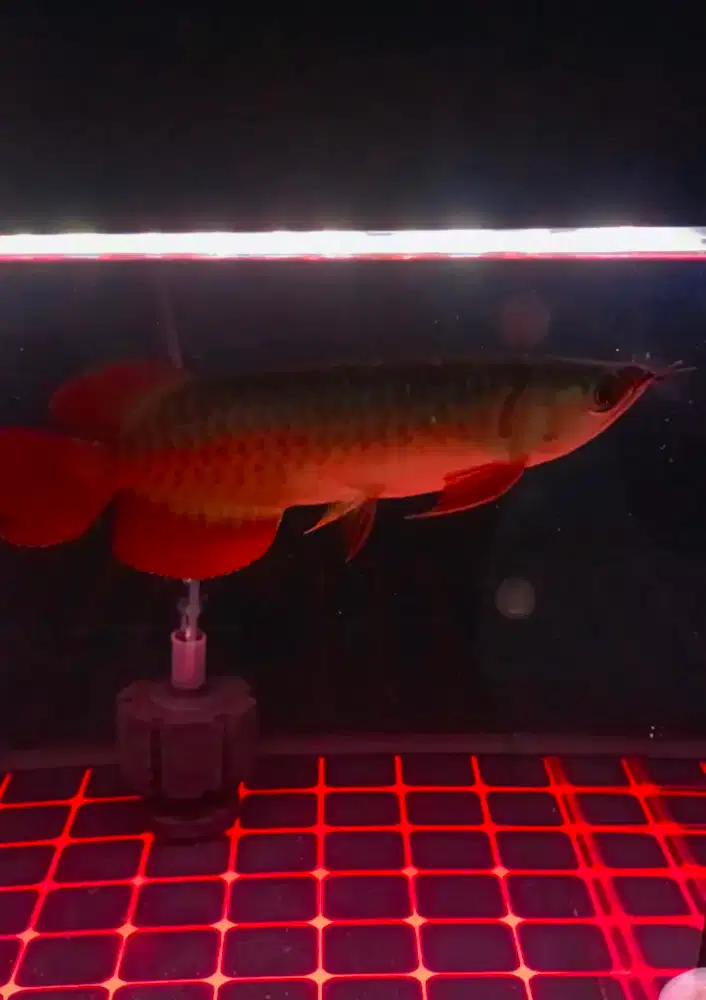 Ikan Arwana Super Red