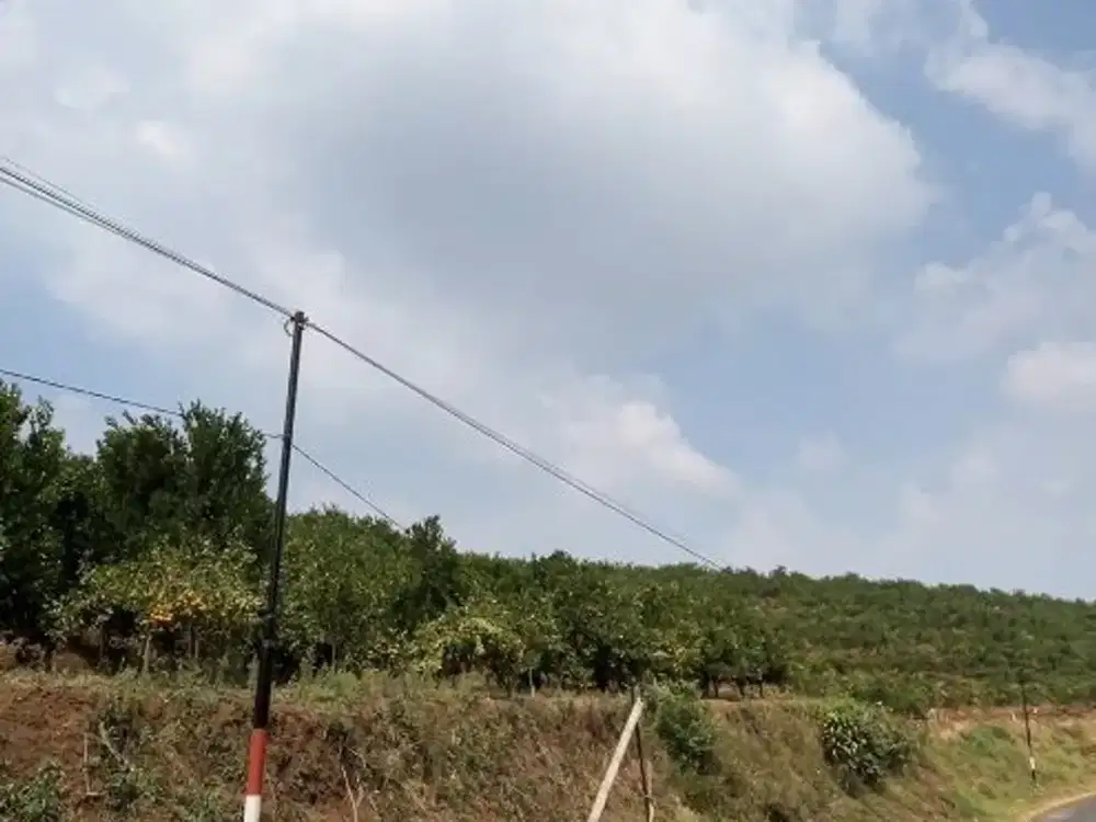 Tanah 11 Ha Karangploso Murah - Bonus Kebun Jeruk Siap Panen