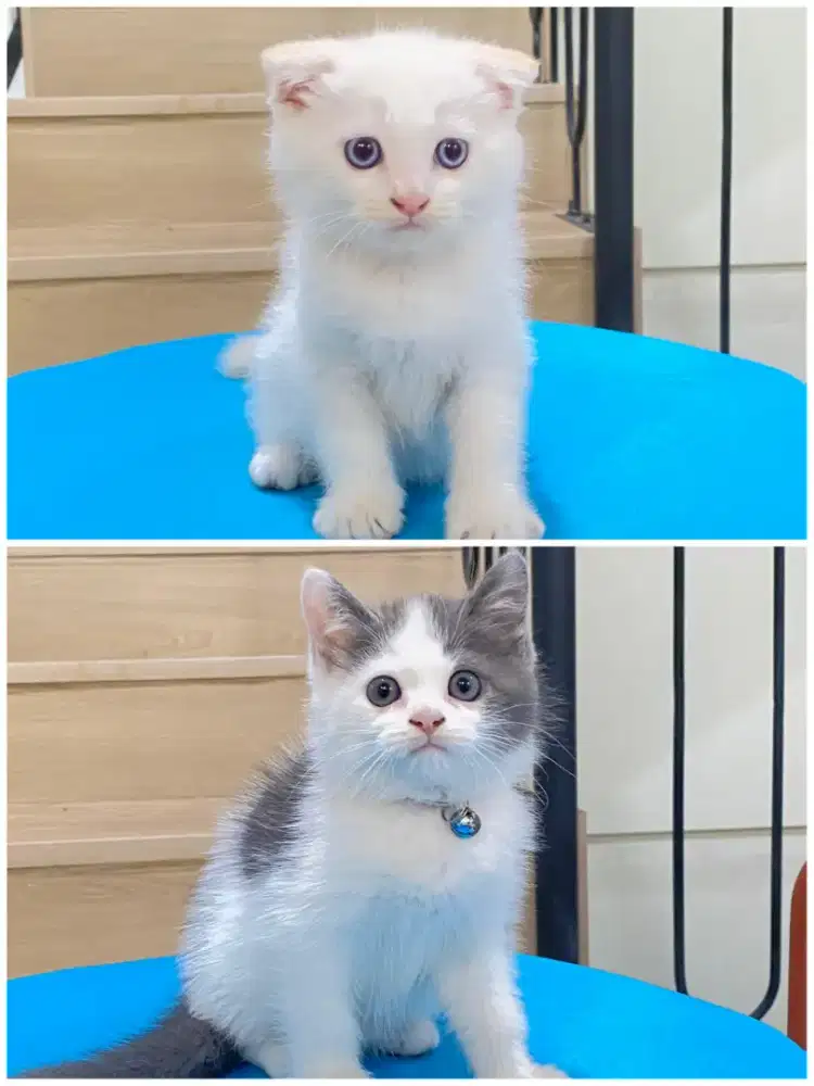 Scottish fold dan straight 2 bulan