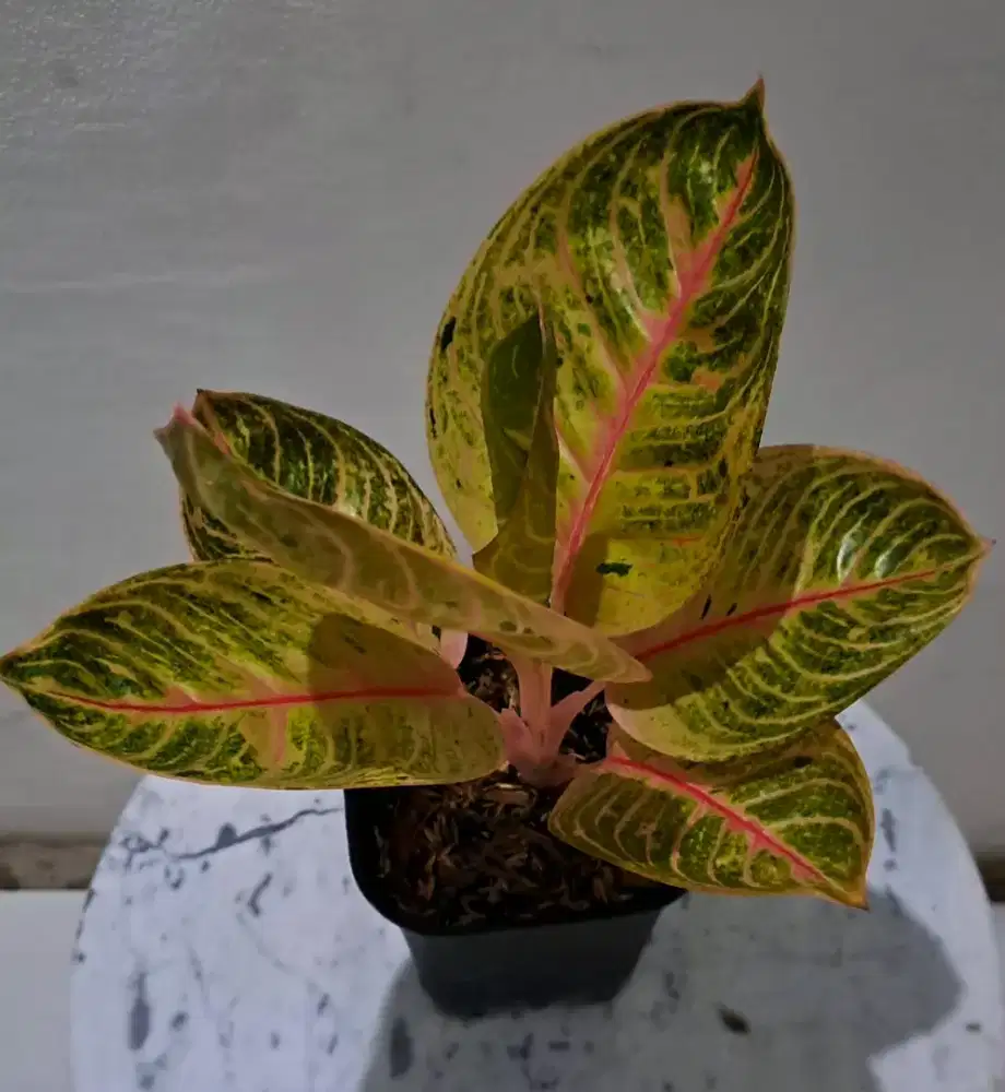 Tanaman Hias Aglonema Moonlight