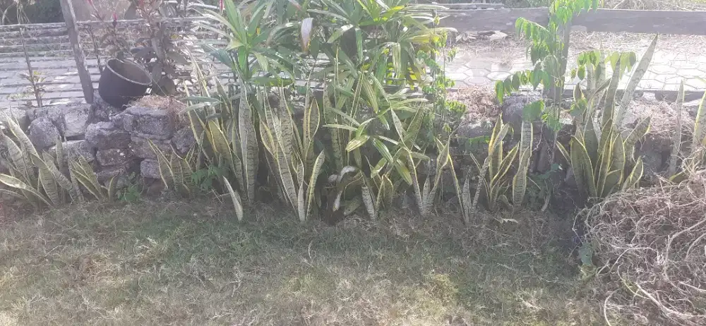 Lidah mertua sirip kuning