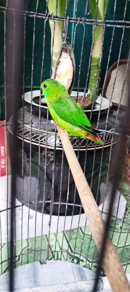 Srin dit kalimantan