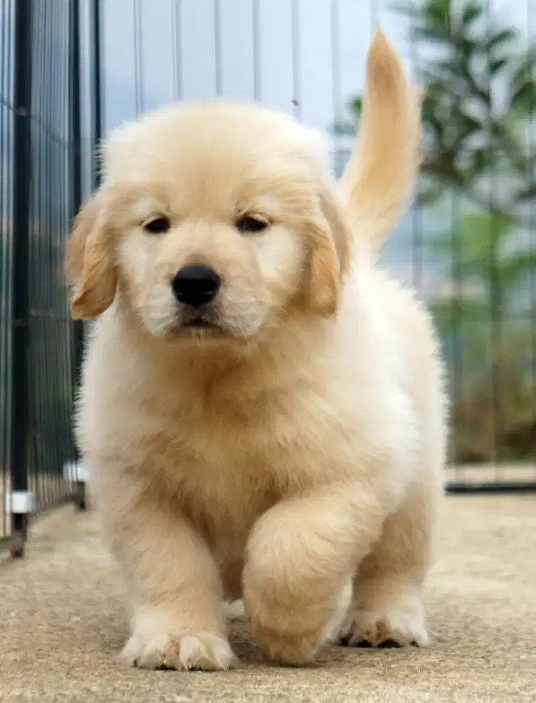 Golden retriever betina •TIALA•