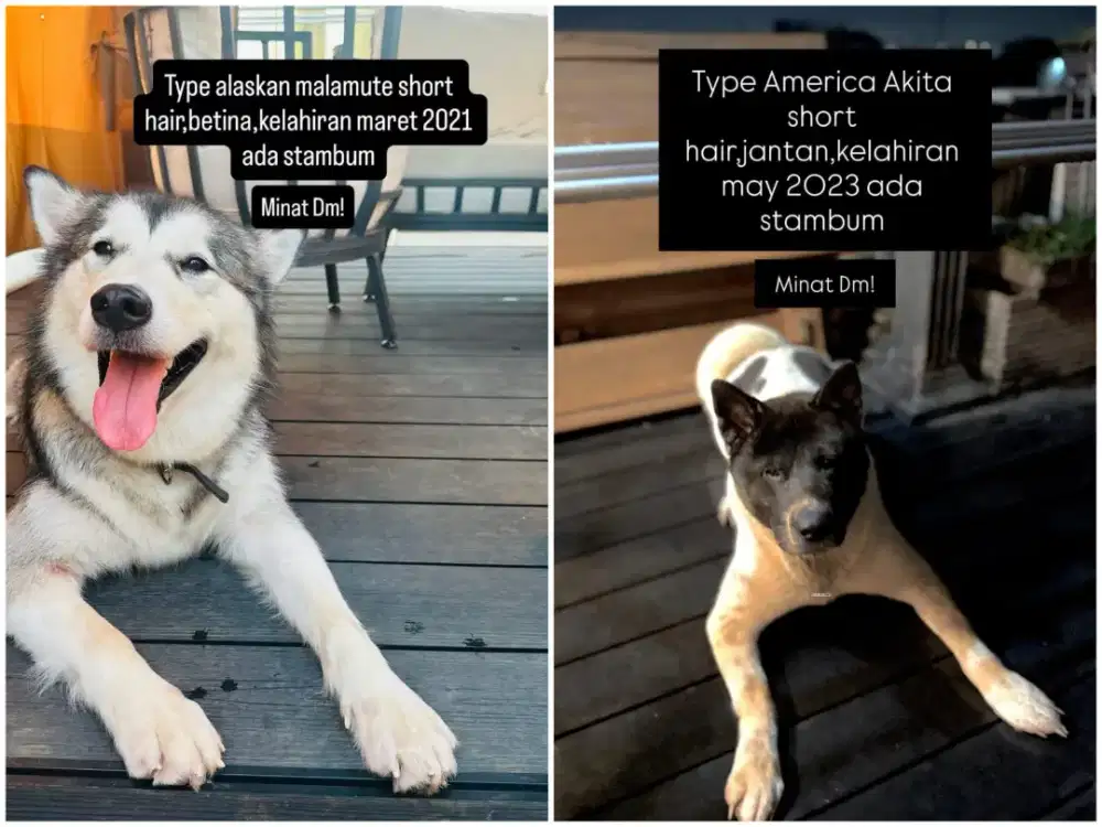 akita & alaskan stambum