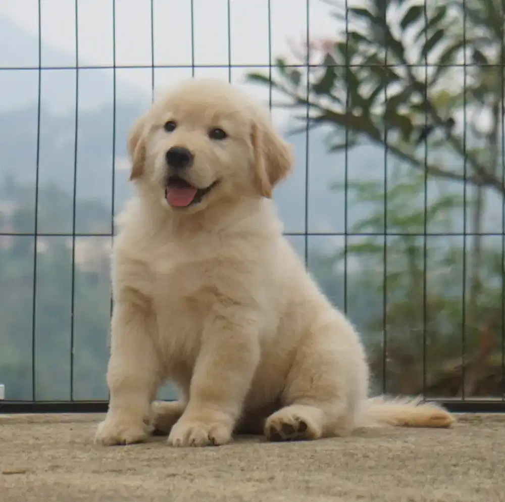 Golden retriever betina •MYTHARA•