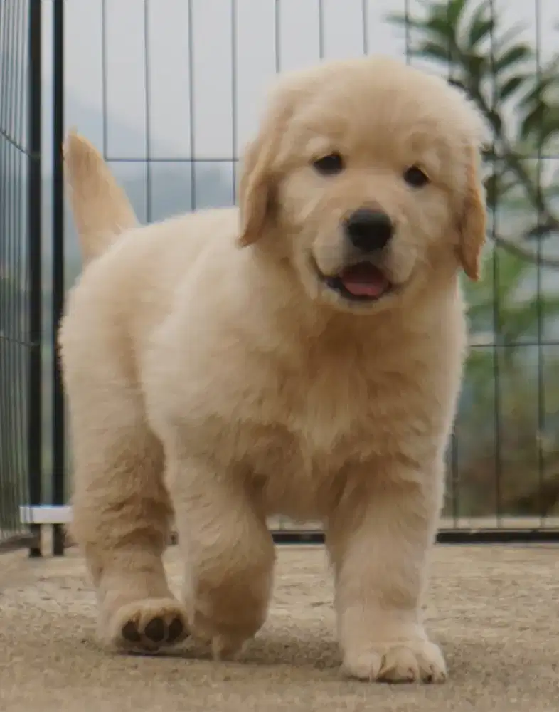 Golden retriever betina •THARA•