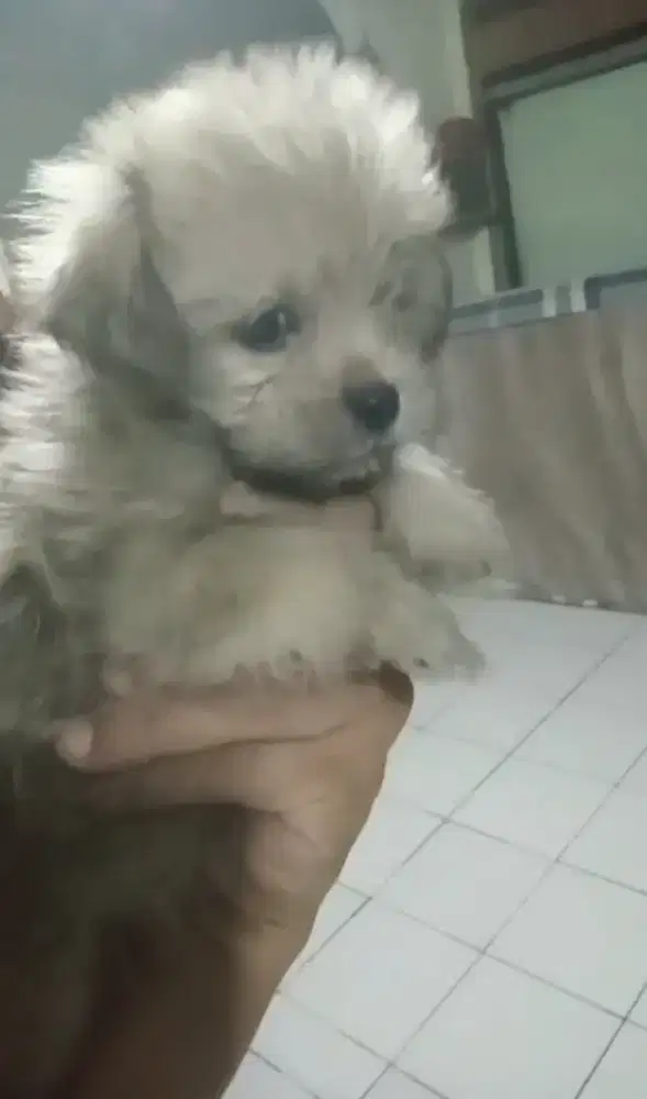 Sepasang Baby shitzu