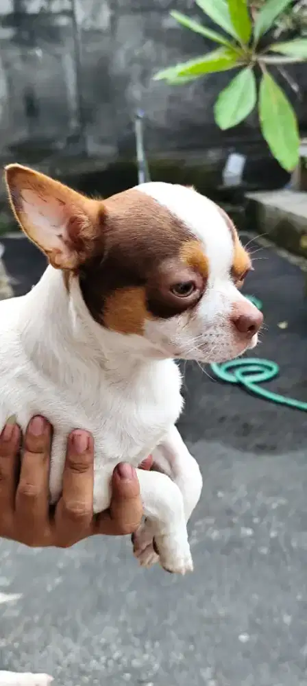 Chihuahua puppy