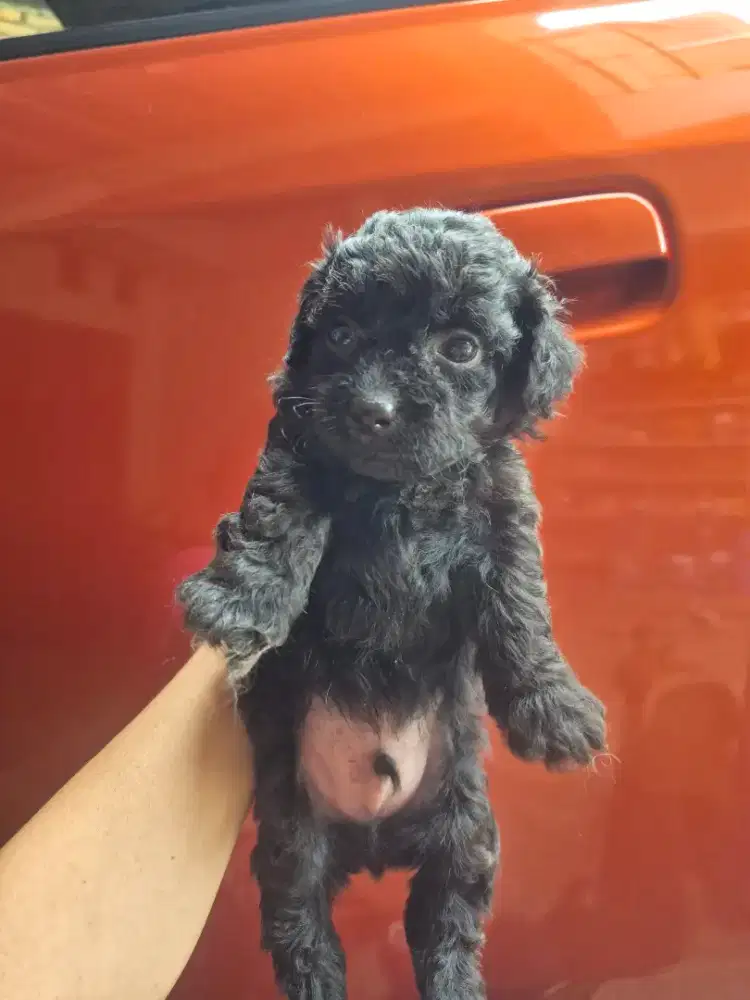 Sihtzu mix poodle