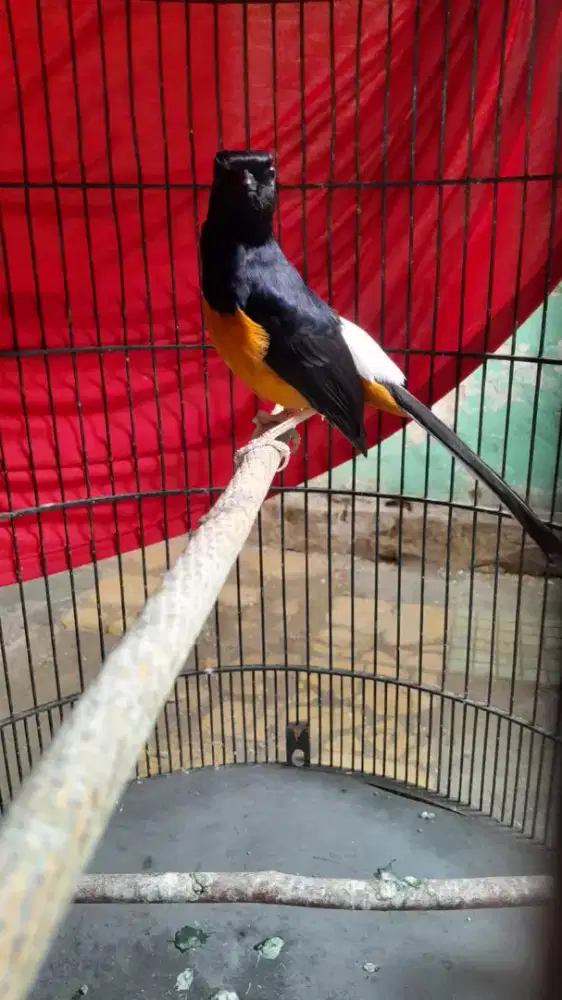 Murai batu mapan