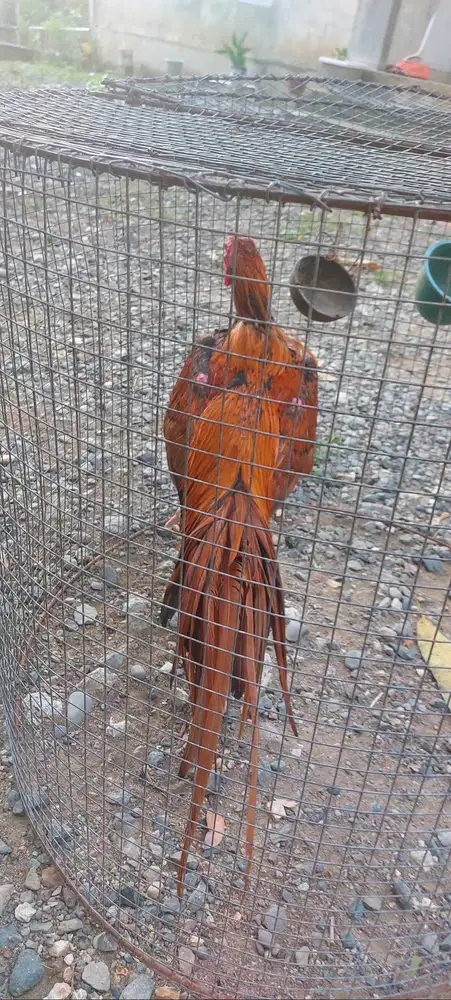 Jual Ayam ekor lidi