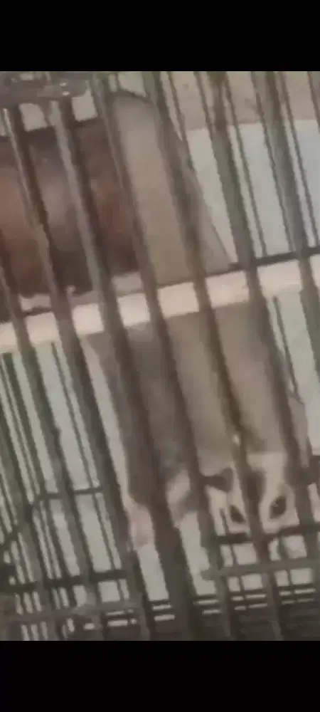 Sugar Glider Wfmoza