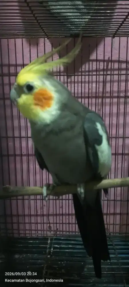 Burung FALK / PARKIT AUSTRALIA SEPASANG