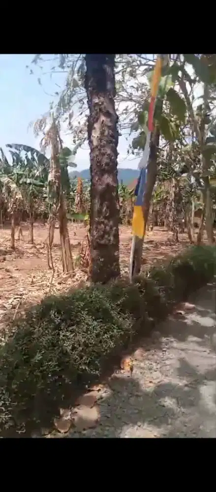 Di Jual Tanah perkebunan