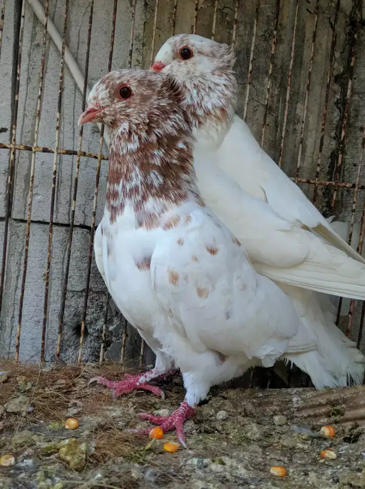 Merpati endemik kupu kucir iplik